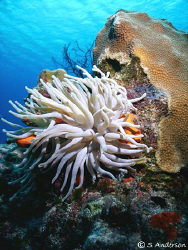 This image of a Giant Anemone is one of my favorites take... by Steven Anderson 